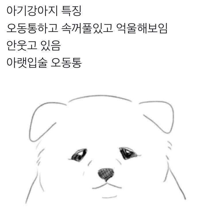 e_jenn0's tweet photo. 아기강아지 특징
오동통하고 속꺼풀있고 억울해보임
안웃고 있음
아랫입술 오동통 https://t.co/FA1jSBQ9lU