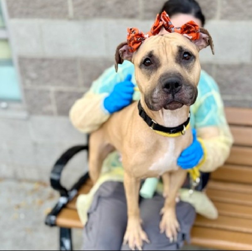 MorgFairsdogs's tweet photo. Atlas 263424
Relisted TBK 10/6
#NYCACC #RescueOnly 
She is a cute 1 yr old puppy
Came in with 3 dogs, one had puncture wounds &amp; is unknown who bit them
Walks well on leash
Needs all adult home 
Help save Atlas!
https://t.co/XYF8jwXoCz
#Pledge4Rescue #foster #adopt https://t.co/7NtNSlc25t