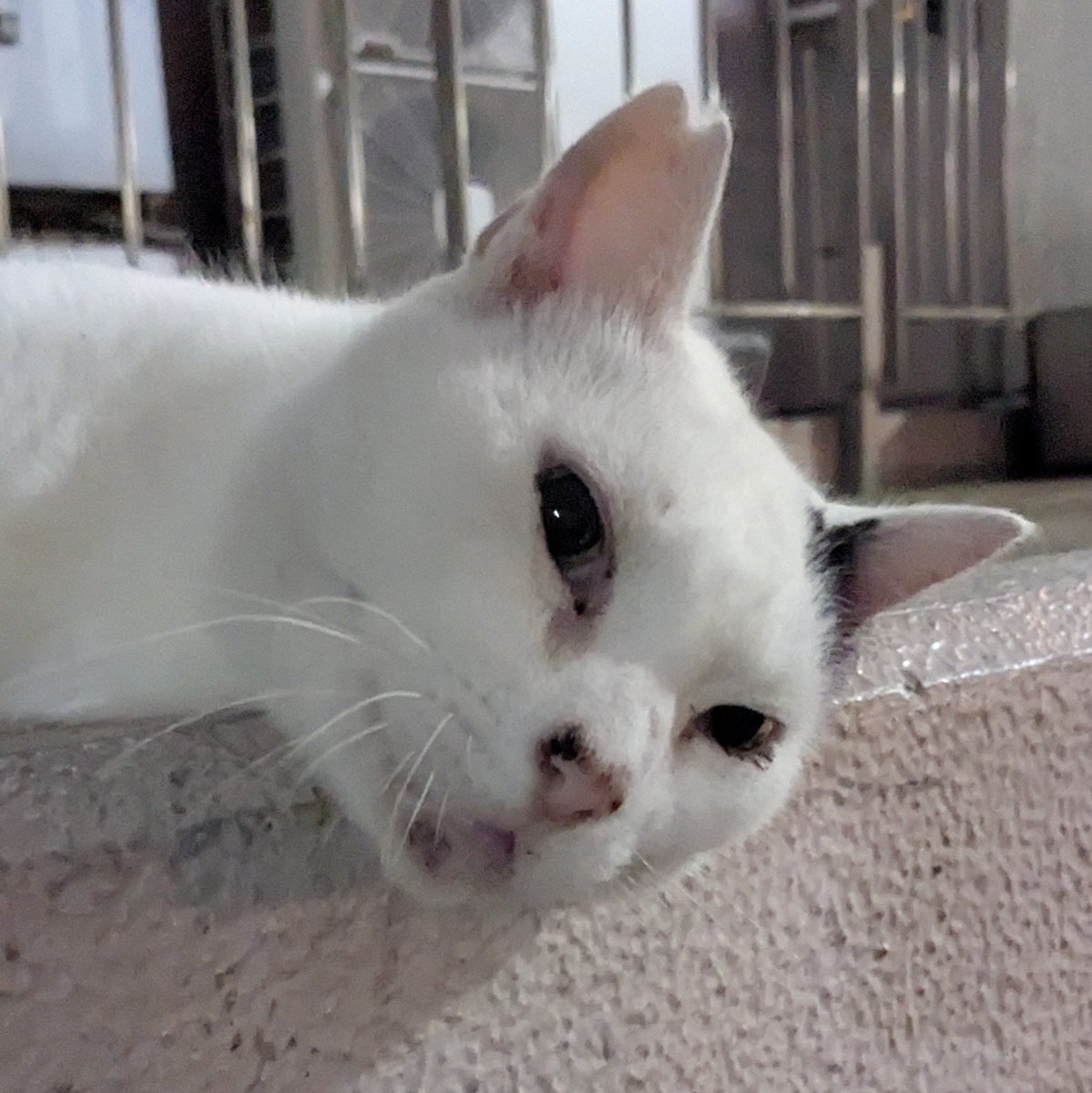yamcocmay's tweet photo. 夜猫 https://t.co/EhDaXvUWPz