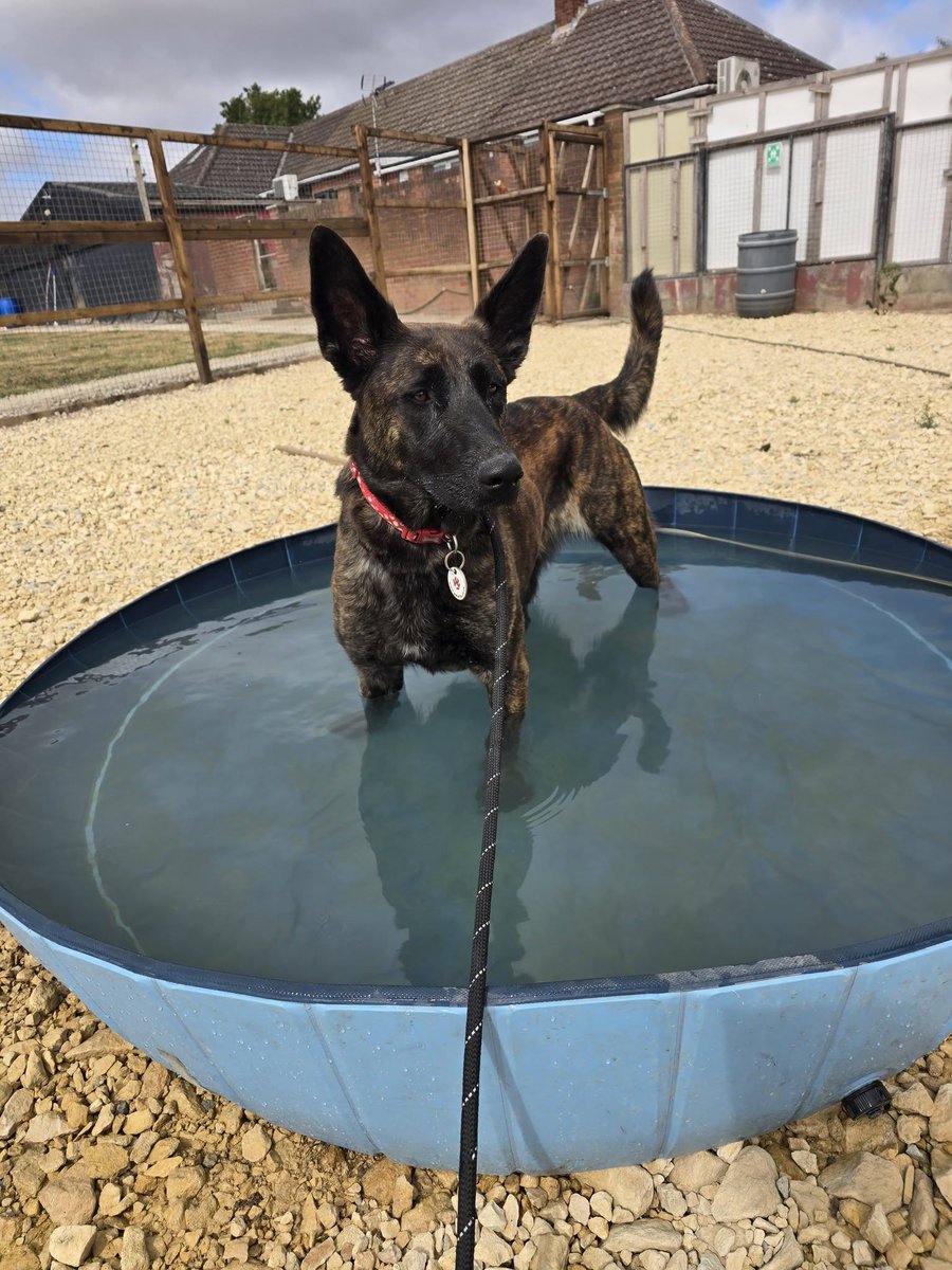 gsrescueelite's tweet photo. Zena is 18mths old and she was abused, neglected and had all but give up when she came to our #Notts kennels where we put the light back in her eyes, now she just needs to win the doggy lottery and find a home 
#dogs #germanshepherd 
https://t.co/vwYfzzmNMt https://t.co/AbmpSSiVqe