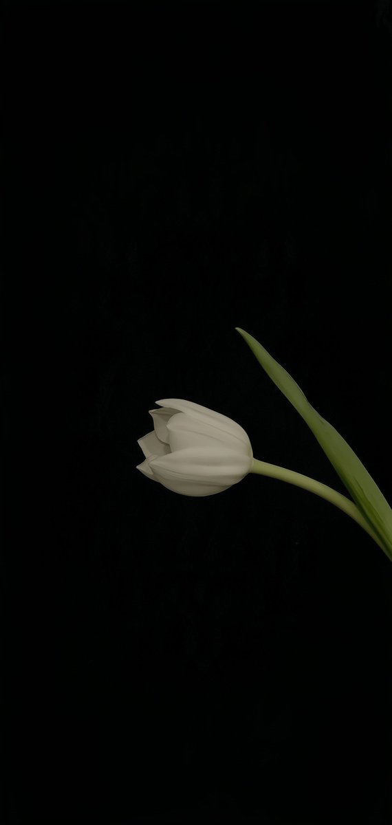 Nythis110929's tweet photo. Dark Elegence 🥀
High res link in bio https://t.co/V9HKQFHEVl