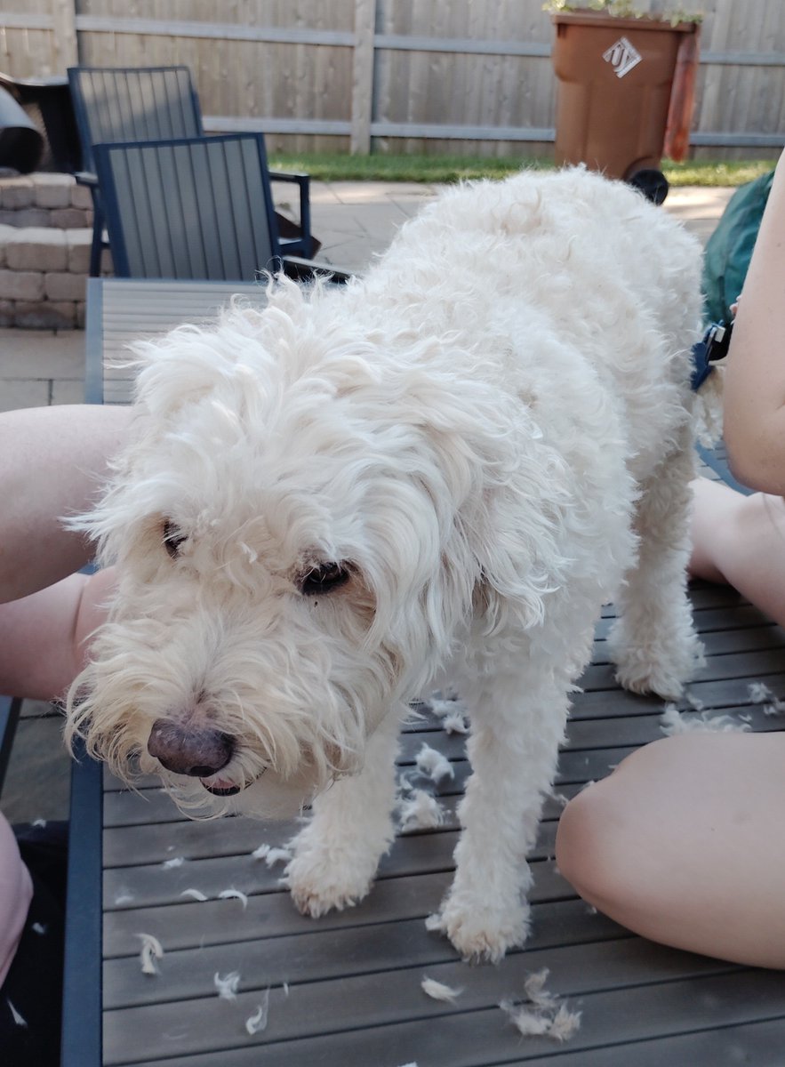ArieDoodle's tweet photo. Yep. That's me. Mom said I need to slim down so I says how bout a haircut βοΈππ§Έ
#dogs #AriesWorld https://t.co/2feZv3ue1Q