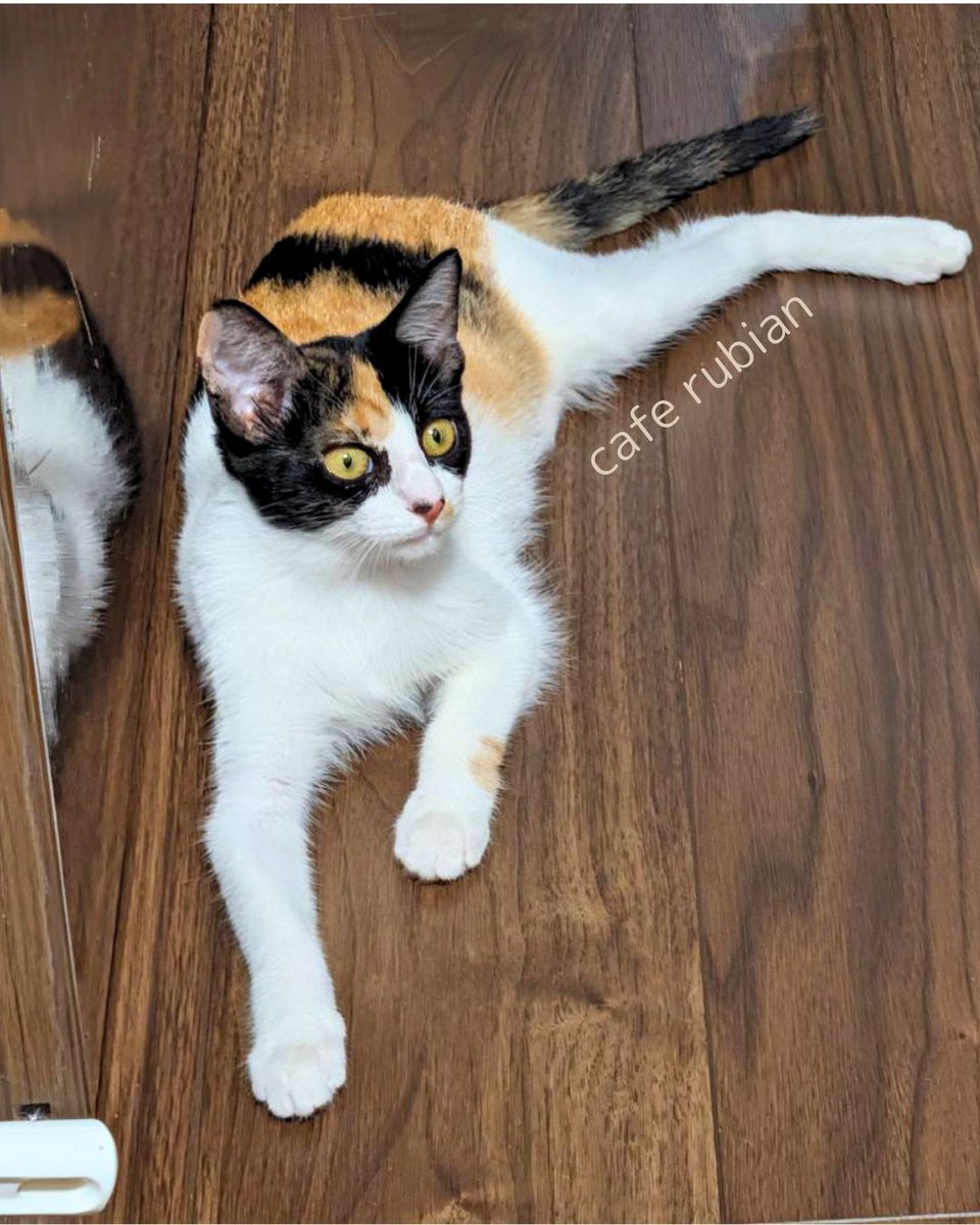 cafe_rubian's tweet photo. パヤ毛

#保護猫 #子猫 #三毛猫 #猫 #猫好きさんと繋がりたい #猫のいる暮らし #猫のいる生活 #預かりボランティア #Cat #catlife https://t.co/f0HiCVFV05