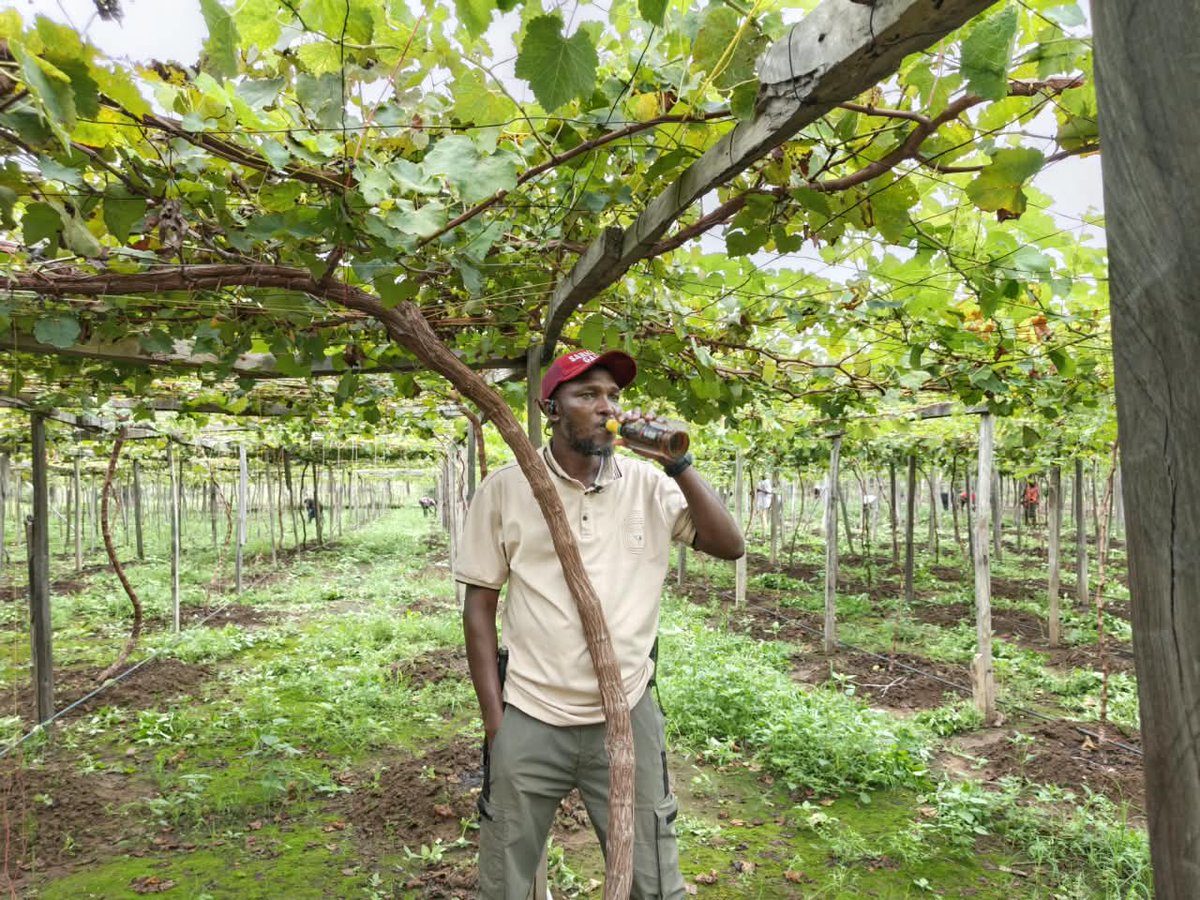 RetsonTedheke01's tweet photo. #NFGCSGrapevine: In 2025, Nigeria Farmers Group & Cooperative Society Farm Estate Started the 50 hectares Grapevine Orchard in Ga'ate Communities, Kokona LGA, Nasarawa State.

Today, October 5th, 2026 as we Prepare to Prune Thousands of Trees For the First Commercial Production of Grapes in Nasarawa State, Nigeria, We are Proud to say Nigeria Commercial Agriculture is an Eternal Battle We Must Win!

Resilience!
Readiness to Learn!
Defiant Dedication!
Undying Loyalty to Nigeria!
Eternal High Blood Pressure!

Are things you must posses and posses in Abundance. But, Ultimately, Nigeria Must Farm for Nigeria to Work!

#NigeriaFirst
#NigeriaOnly 
#NigeriaAlways 
#NigeriaFarmers
@ChibuikeAmaechi