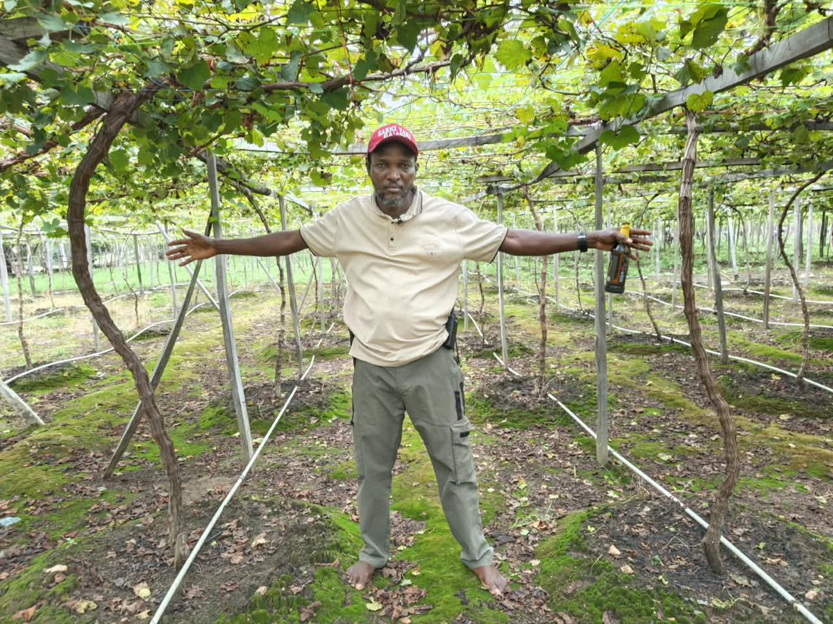 RetsonTedheke01's tweet photo. #NFGCSGrapevine: In 2025, Nigeria Farmers Group & Cooperative Society Farm Estate Started the 50 hectares Grapevine Orchard in Ga'ate Communities, Kokona LGA, Nasarawa State.

Today, October 5th, 2026 as we Prepare to Prune Thousands of Trees For the First Commercial Production of Grapes in Nasarawa State, Nigeria, We are Proud to say Nigeria Commercial Agriculture is an Eternal Battle We Must Win!

Resilience!
Readiness to Learn!
Defiant Dedication!
Undying Loyalty to Nigeria!
Eternal High Blood Pressure!

Are things you must posses and posses in Abundance. But, Ultimately, Nigeria Must Farm for Nigeria to Work!

#NigeriaFirst
#NigeriaOnly 
#NigeriaAlways 
#NigeriaFarmers
@ChibuikeAmaechi