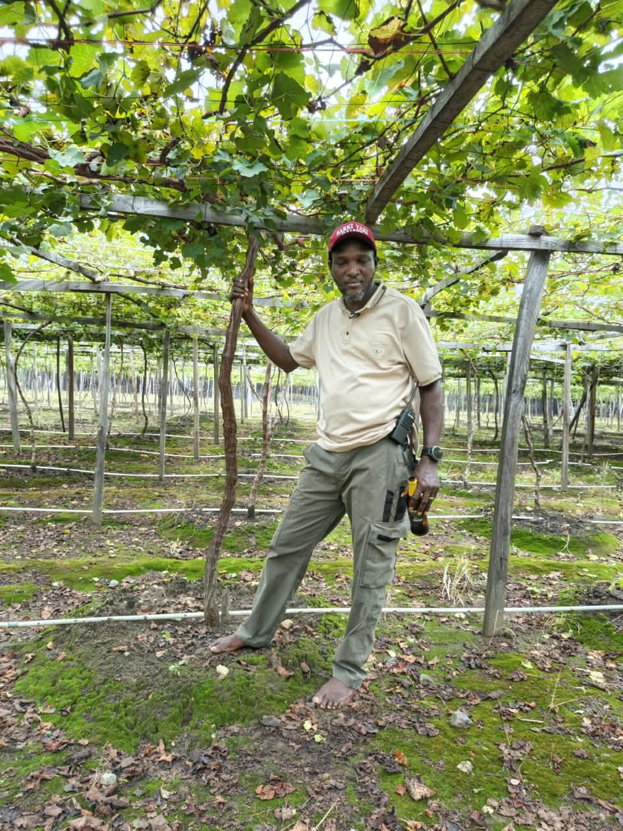 RetsonTedheke01's tweet photo. #NFGCSGrapevine: In 2025, Nigeria Farmers Group & Cooperative Society Farm Estate Started the 50 hectares Grapevine Orchard in Ga'ate Communities, Kokona LGA, Nasarawa State.

Today, October 5th, 2026 as we Prepare to Prune Thousands of Trees For the First Commercial Production of Grapes in Nasarawa State, Nigeria, We are Proud to say Nigeria Commercial Agriculture is an Eternal Battle We Must Win!

Resilience!
Readiness to Learn!
Defiant Dedication!
Undying Loyalty to Nigeria!
Eternal High Blood Pressure!

Are things you must posses and posses in Abundance. But, Ultimately, Nigeria Must Farm for Nigeria to Work!

#NigeriaFirst
#NigeriaOnly 
#NigeriaAlways 
#NigeriaFarmers
@ChibuikeAmaechi