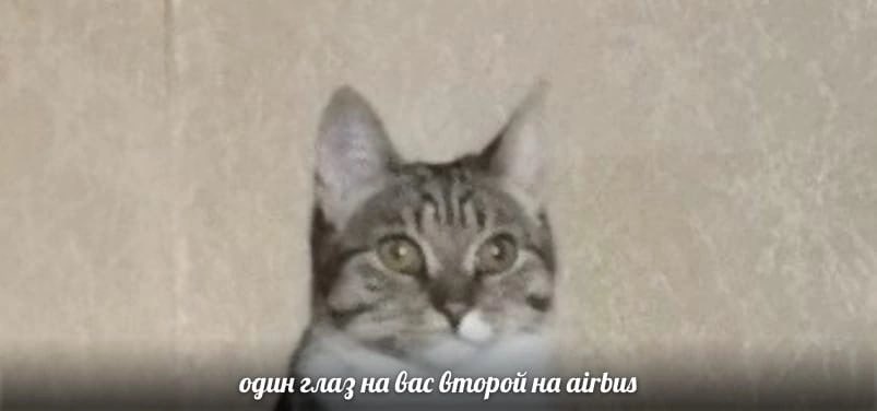 stubbornsalmon's tweet photo. @alllraune https://t.co/0BlIoG0b0X