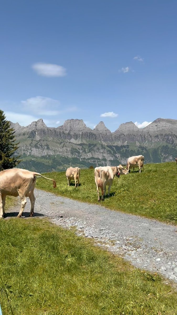 flaka_ani's tweet photo. Fresh air, stunning views, and pure alpine peace. https://t.co/z0VNhmFv9H