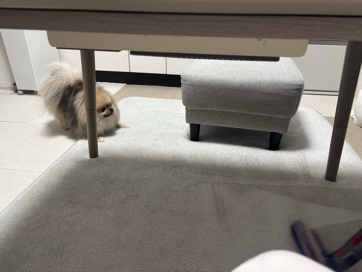 ammo0919's tweet photo. 掃除機と遊ぶあも☺️

#犬がいる幸せ 
#犬との生活 https://t.co/O5MTP6WUzg
