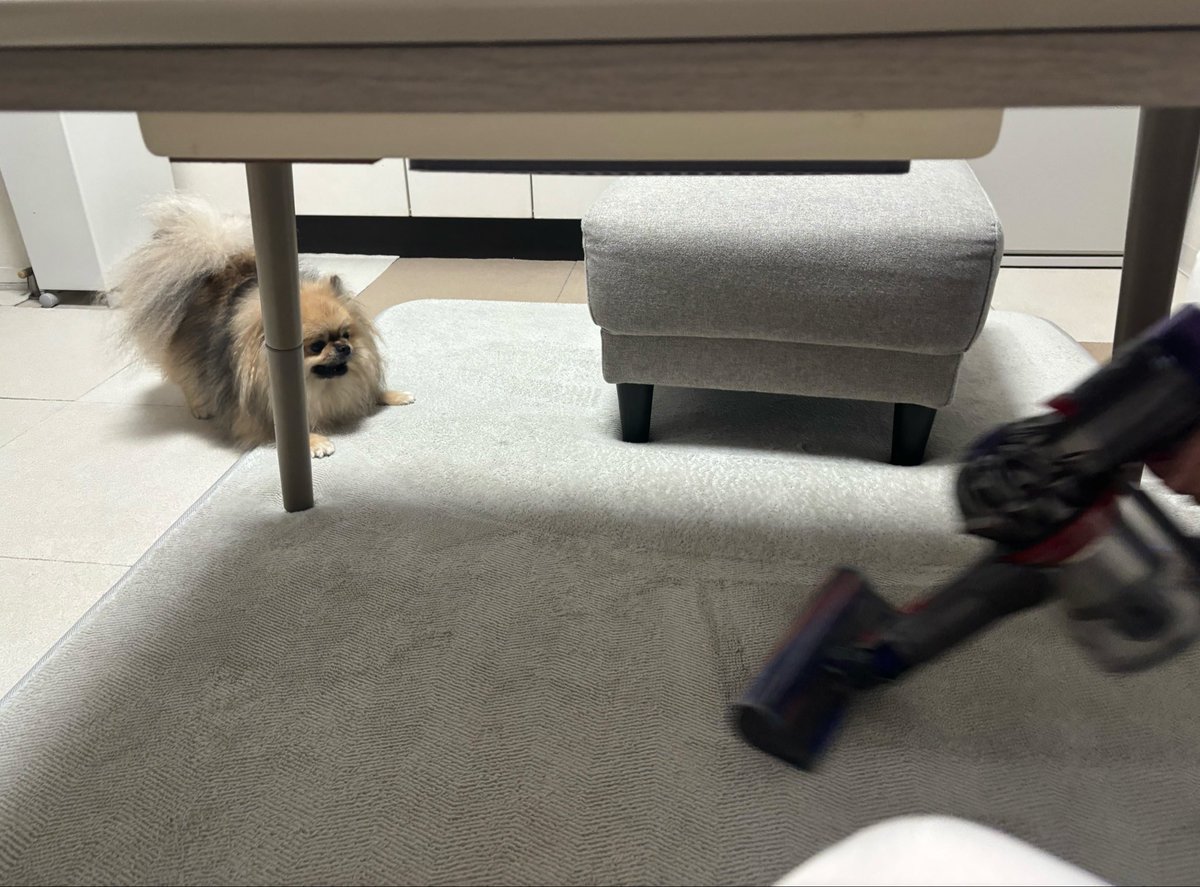 ammo0919's tweet photo. 掃除機と遊ぶあも☺️

#犬がいる幸せ 
#犬との生活 https://t.co/O5MTP6WUzg