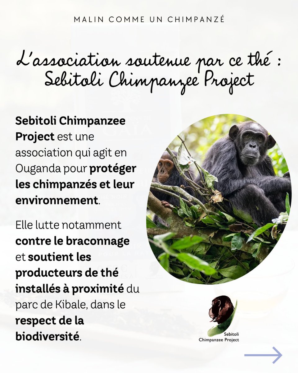 ecemakmn's tweet photo. Thé de la semaine : « Malin comme un chimpanzé », un thé noir bio d’Ouganda aux notes de thym, miel et figue. Chaque paquet vendu reverse 0, 50 € au PCGS pour protéger les chimpanzés de Sebitoli et leur habitat. https://t.co/VNpSi950kp