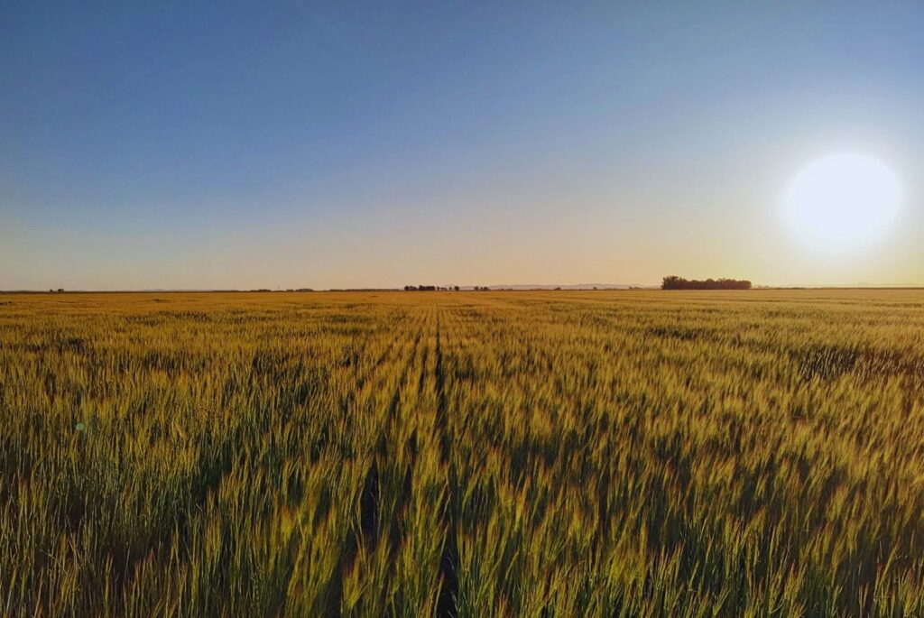 INTAInforma's tweet photo. Un estudio determinó que el ambiente define el impacto del manejo agrícola

El INTA Balcarce participó de SoilGuard, donde analizaron cómo interactúan el manejo agrícola, el ambiente, la biodiversidad y la productividad.

👉🏼https://t.co/8GIJUTt1jF https://t.co/CyfSPnPal7