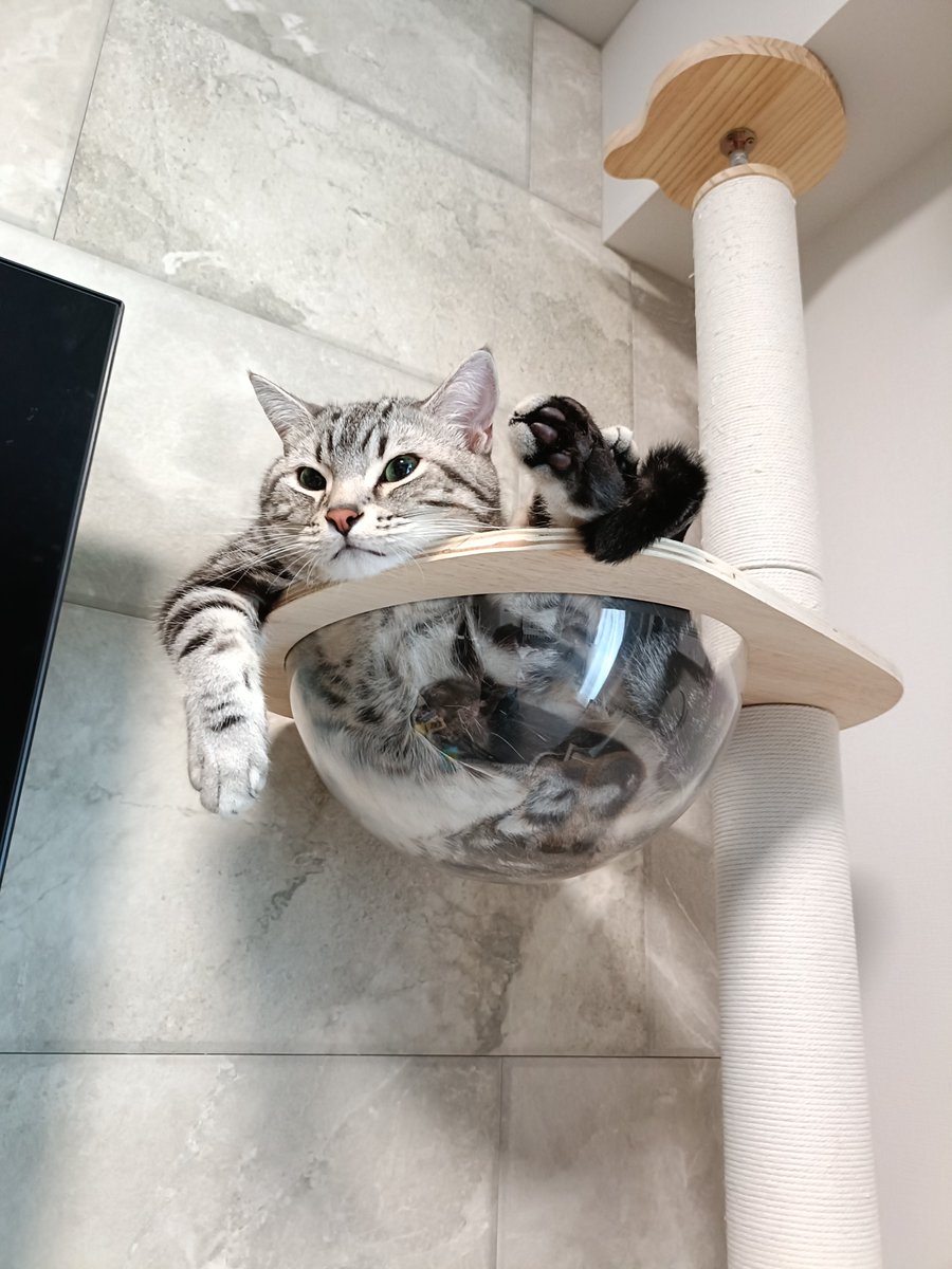 pino_notes's tweet photo. 足はすごいことになってるけど涼しい顔…。
#猫のいる暮らし
#猫好きさんと繋がりたい https://t.co/xIRZvBLkOr