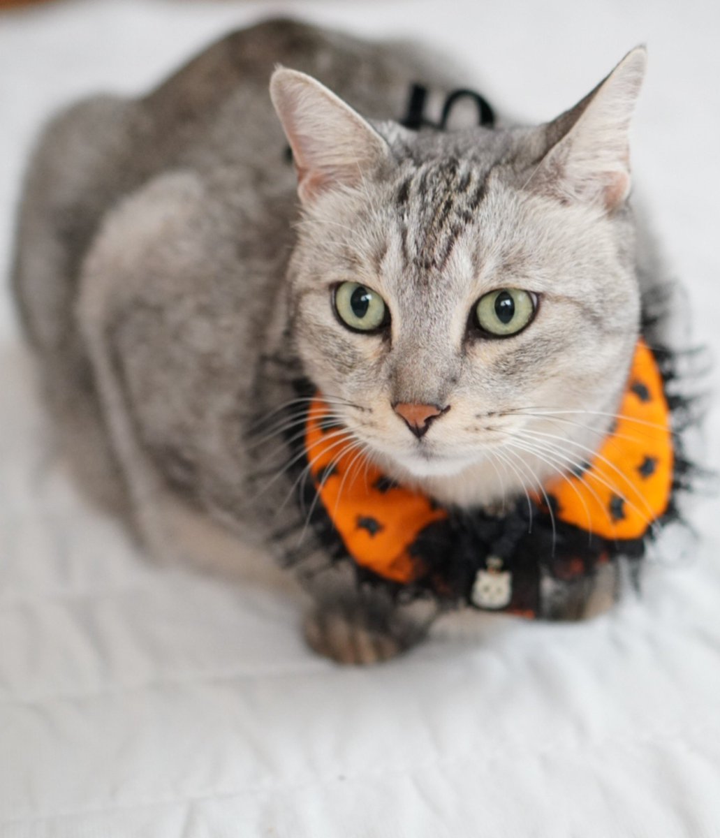 nyaa_oniichan's tweet photo. ハロウィンの練習を始めたにゃ😸🎃

#猫
#ねこのいる暮らし
#猫好きさんと繋がりたい https://t.co/lte5BA4KpL