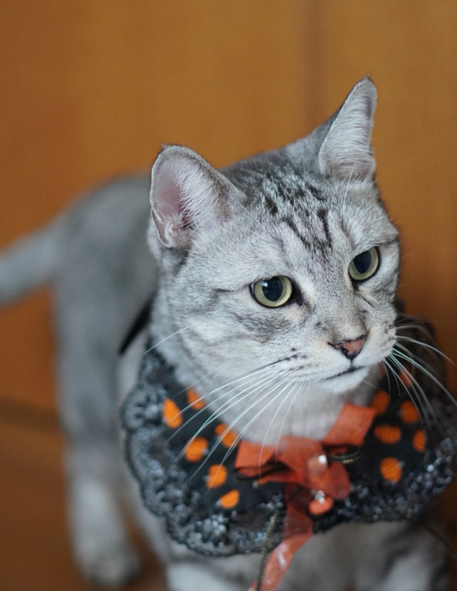nyaa_oniichan's tweet photo. ハロウィンの練習を始めたにゃ😸🎃

#猫
#ねこのいる暮らし
#猫好きさんと繋がりたい https://t.co/lte5BA4KpL