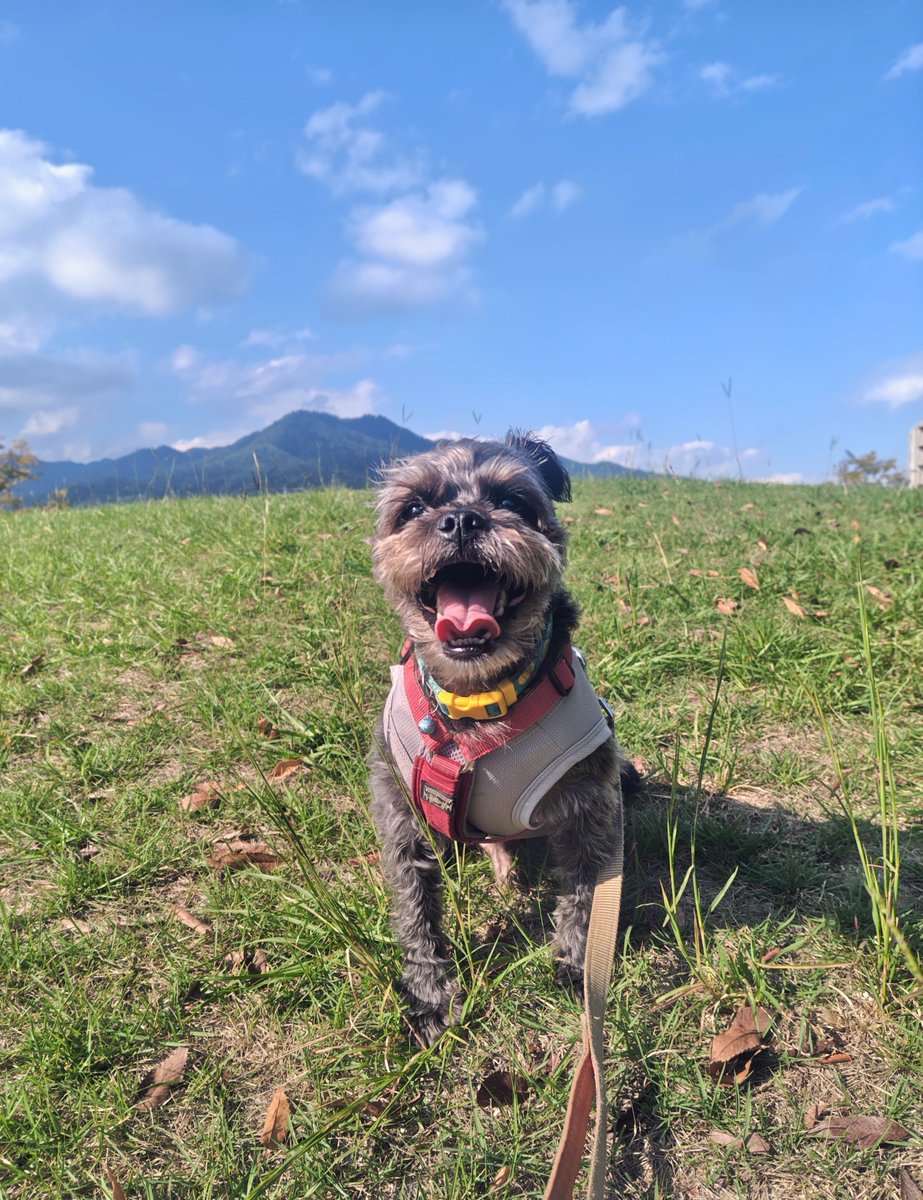 Jrtnano's tweet photo. 夕んぽ🐕���
今朝までの雨から一転、お天気良くなったけど湿度がすごくて⋯🌞
雨と風のせいでドングリがいっぱい落ちててクンクン🐶🐾
#パグプー #犬散歩 #犬との暮らし https://t.co/esYaPNLjJy