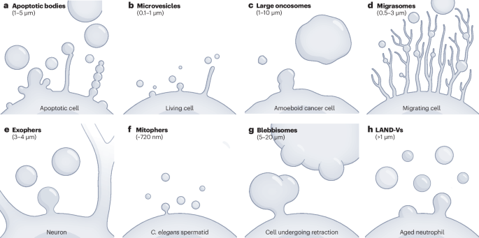 NatRevMCB's tweet photo. New Online! Towards a systematic understanding of the diverse subtypes, biogenesis and functions of large extracellular vesicles dlvr.​it/TVnJ7B https://t.co/TvdlNJQnpR
