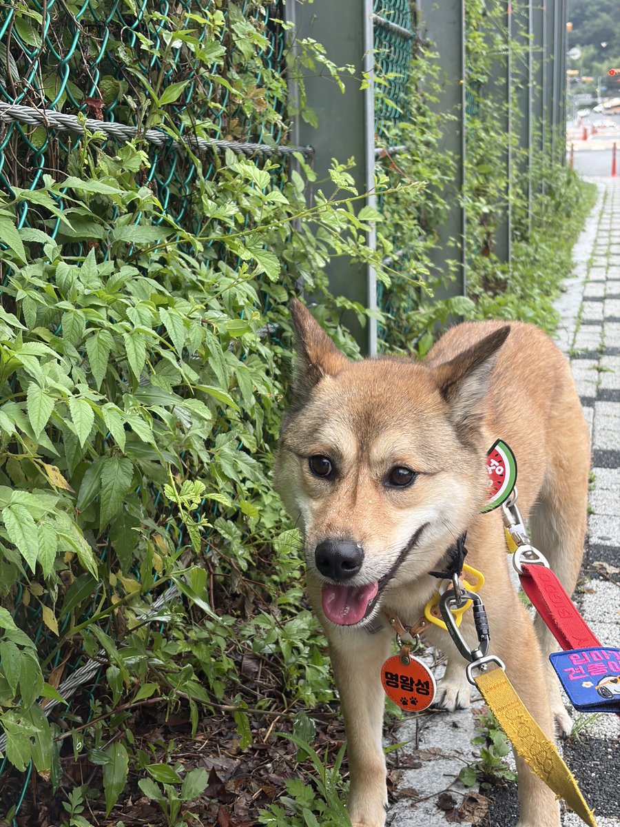 Hamokjeong's tweet photo. 3년 반 동안 입양문의 0건

사랑하는 명왕아
아직 그분이 우리 명왕이를 못보셨나봐

너를 보면 분명 놀라실텐데
그동안 어디있었냐고 오래 기다리게 해서 미안하다고

그러니 우리 조금만 더 힘내보자
내일은 어쩌면 기적이 일어날지도 모르잖아 https://t.co/LywIG967Vv