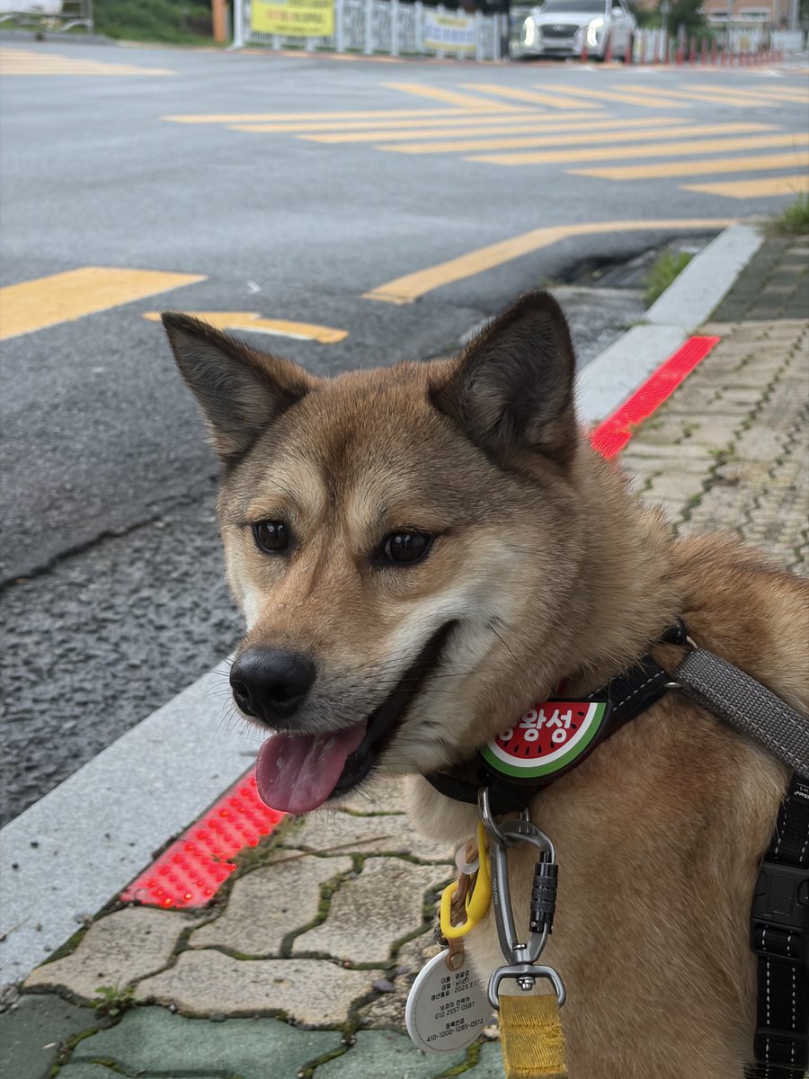 Hamokjeong's tweet photo. 3년 반 동안 입양문의 0건

사랑하는 명왕아
아직 그분이 우리 명왕이를 못보셨나봐

너를 보면 분명 놀라실텐데
그동안 어디있었냐고 오래 기다리게 해서 미안하다고

그러니 우리 조금만 더 힘내보자
내일은 어쩌면 기적이 일어날지도 모르잖아 https://t.co/LywIG967Vv