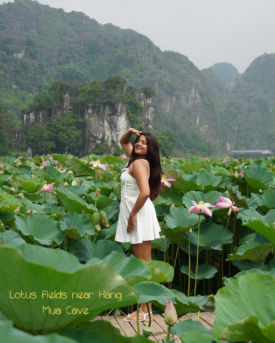 kinha_11's tweet photo. Ninh Binh was the best surprise in Vietnam. Skip the rush: stay 2–3 days, cycle past rice fields and limestone cliffs, visit Bich Dong Pagoda, Hang Mua Peak and lotus fields. Peaceful, cinematic, unforgettable. https://t.co/rqm0w5tIxd
