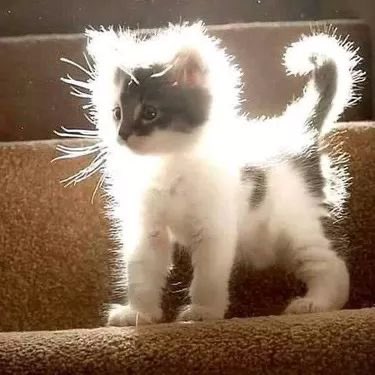 libraforq4th's tweet photo. น้องโฟ้ดเหมือนลูกแมวขนฟูเยยอะ ㅠ ㅠ 🐈💖🤲🏻 https://t.co/VTfBDB9zJc