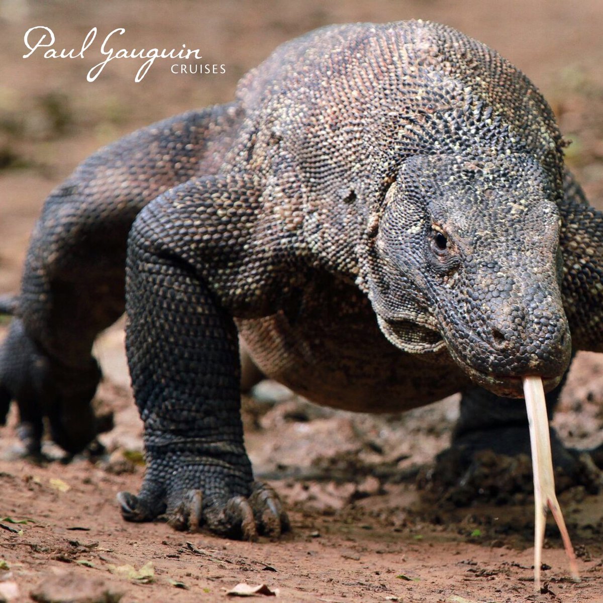Saviranerol's tweet photo. Disconnect and recharge on a Paul Gauguin Cruises voyage from Fiji to Bali, featuring seven South Pacific islands, enriching guest speakers, and calls at Alotau, Vanuatu, Guadalcanal and Komodo National Park. https://t.co/ImWqeELOAe