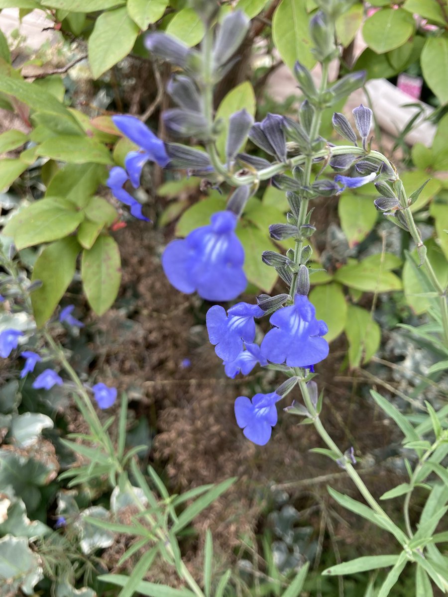 pritynoichigo's tweet photo. 今日で朝顔は終わりになりました。
お庭に咲き出したお花 https://t.co/u0Ym0aCLbM