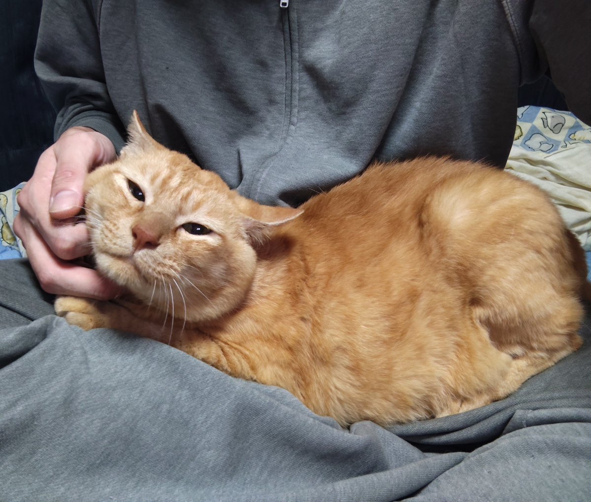 hatuse_amane's tweet photo. 珍しくお膝に乗ってきてくれたちゃちゃ君🐈️
#猫 https://t.co/DLppbBGvJG