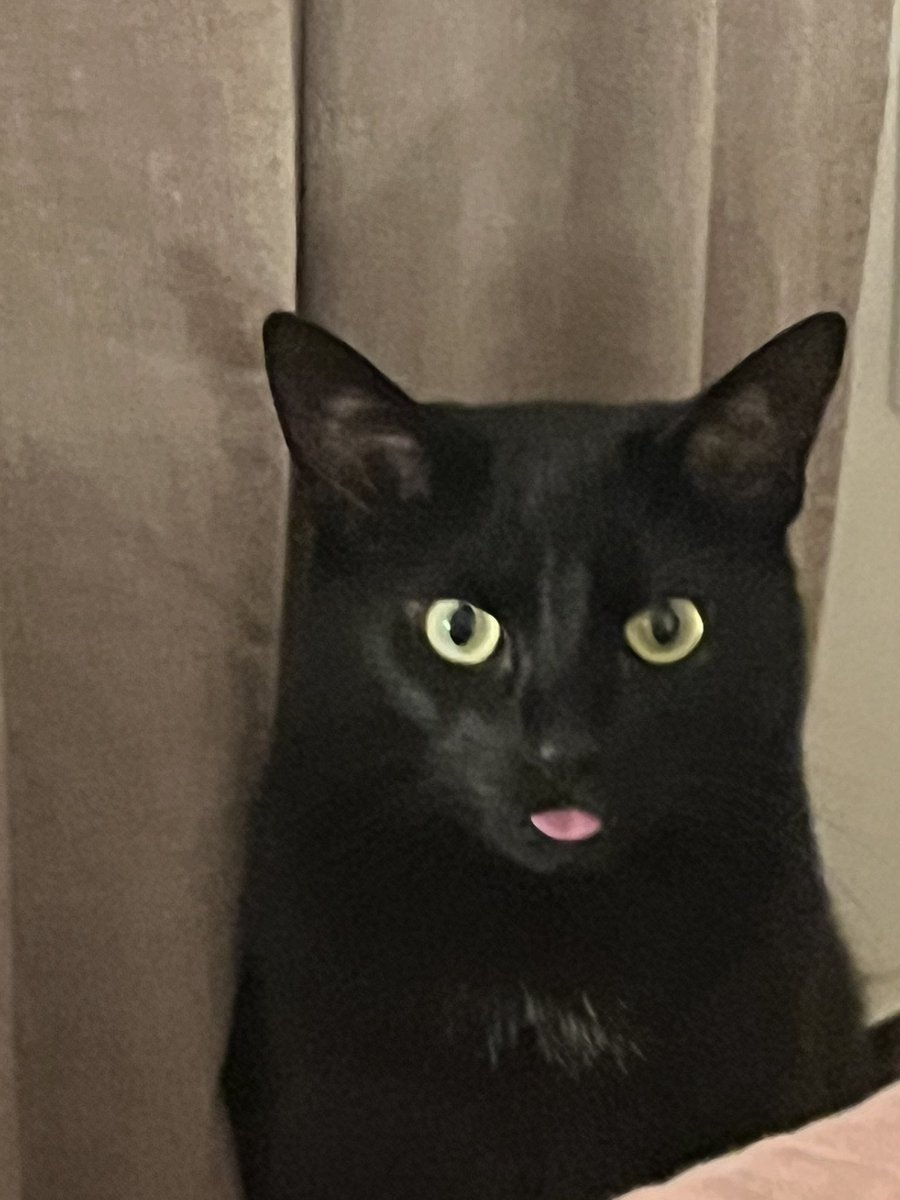 jitterskeepers's tweet photo. Me with my boy cat that’s got she/her pronouns https://t.co/FzcXDInBVG