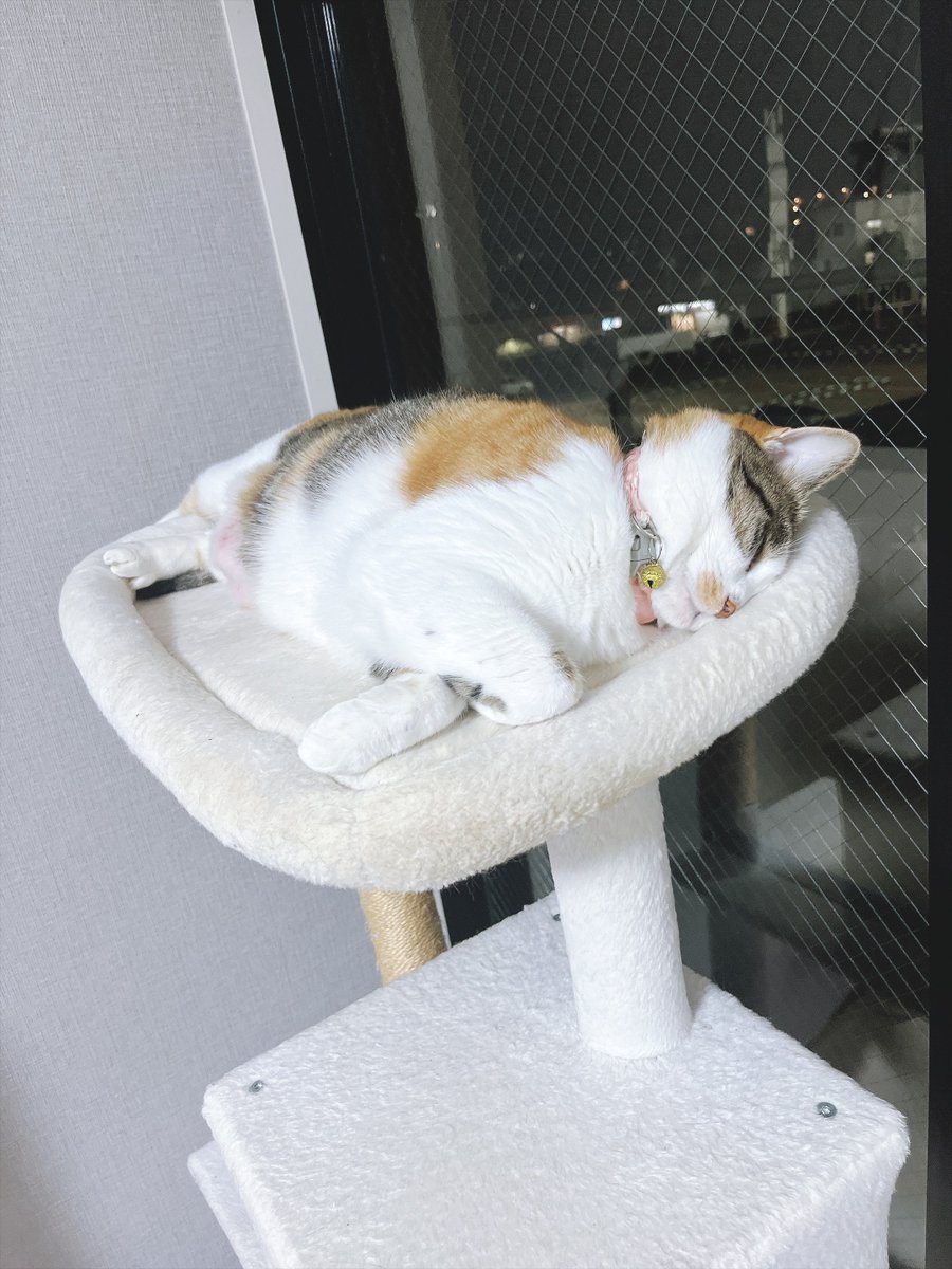 _ku_ch_'s tweet photo. 🐑💤 https://t.co/Kphnu8QjDx