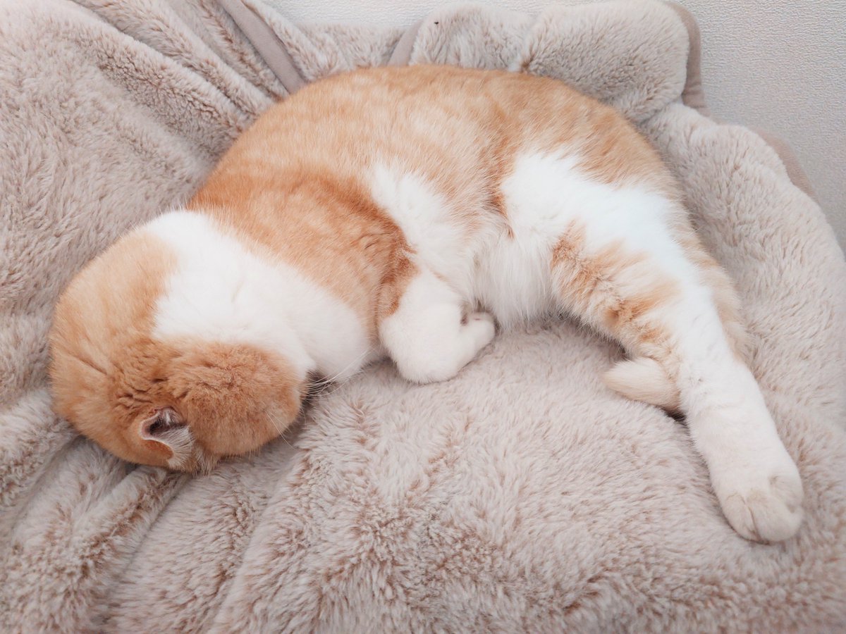 himri824's tweet photo. 起きなかったくせに出かけるのは許せないわがままな子。

#ひまりタイム https://t.co/6CT9i0uRoF