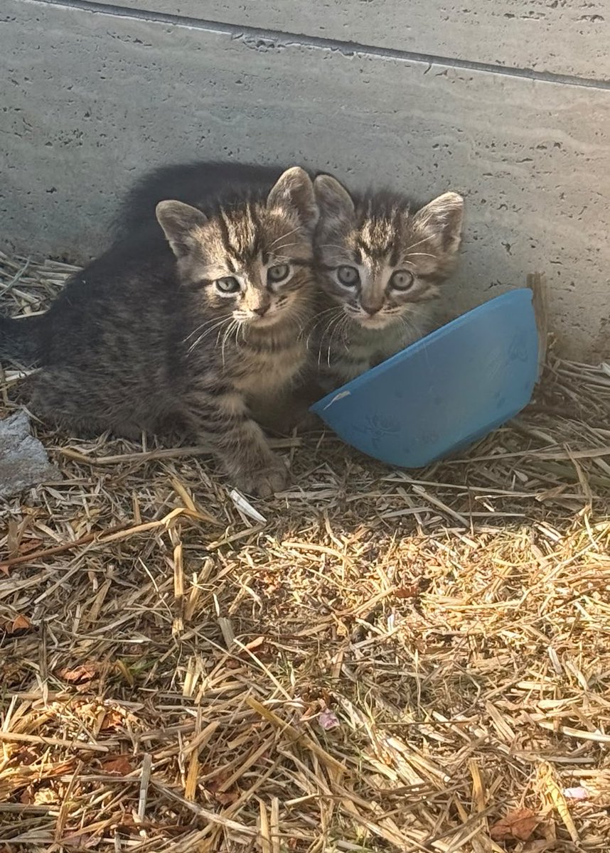 omer_art19's tweet photo. Birbirinden tatlı 4 bebek var. Fotolarına bakmaya doyum olmuyor. Yuva aranıyor. Ankara’dalar ama Gökhan Uyanık dostumuz emin olunan kişiler için şehir dışına da getiririm dedi,  ben de ekleme yapıyorum: İstanbul ve civarından talep olursa ben de gerekirse buradan yola çıkar Gökhan’la ortada buluşup alıp getirebilirim.