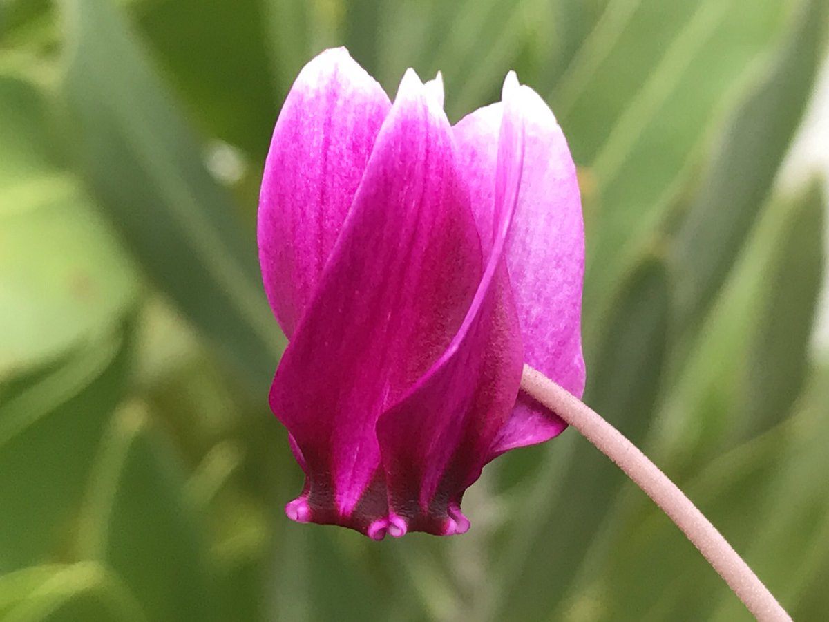 Ku52804473's tweet photo. #cyclamen
#hederifolium
2023 PJM16 Rosenteppich より
濃色の花が咲きました✨🙌　
写真よりも実物はもっと濃く見えます❣️ https://t.co/qiXcCP3CSu