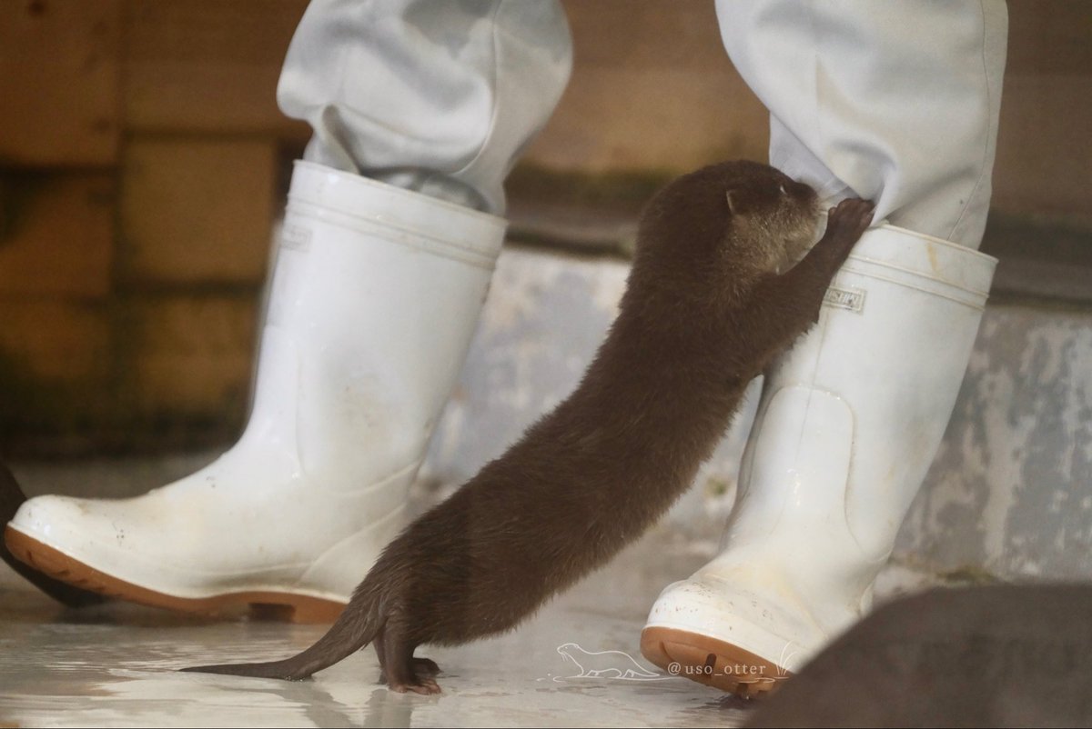 uso_otter's tweet photo. 長靴に対する謎の執着 https://t.co/YXuFpAqEdz