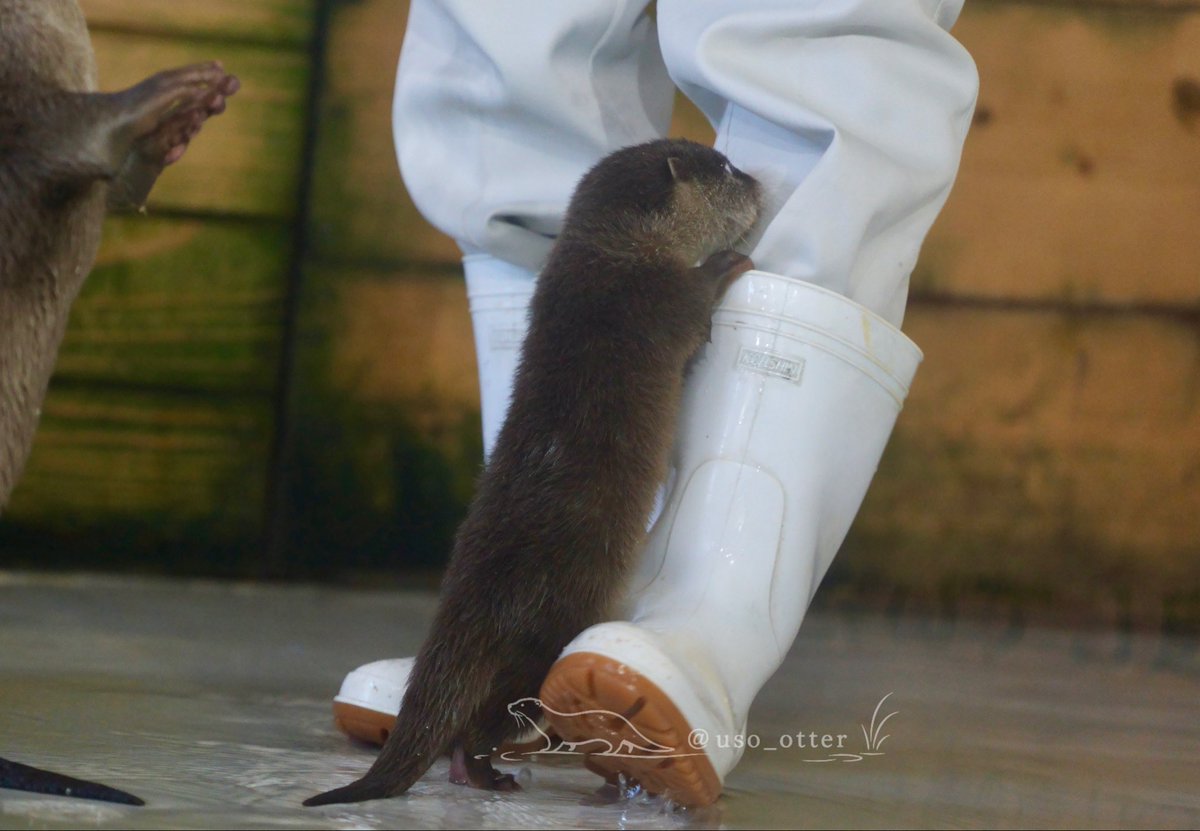 uso_otter's tweet photo. 長靴に対する謎の執着 https://t.co/YXuFpAqEdz