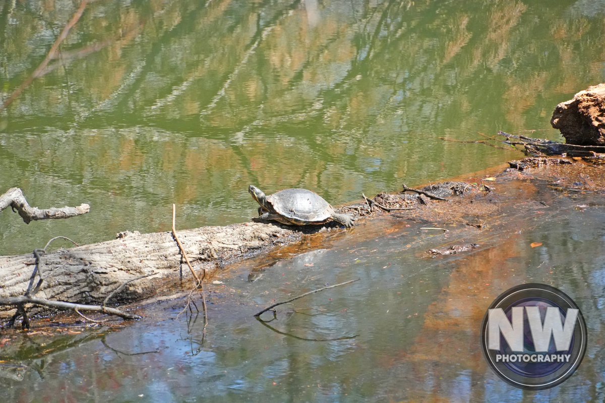 nuclearwh1stle's tweet photo. Prints are available of this photo. Please message me on here, if you're interested. #photography #nature #naturephotography #wildlife #wildlifephotography #turtles #turtlephotography #waterreflection #parismountain #parismountainstatepark #greenvillesc #SouthCarolina https://t.co/FK2XTFItnj