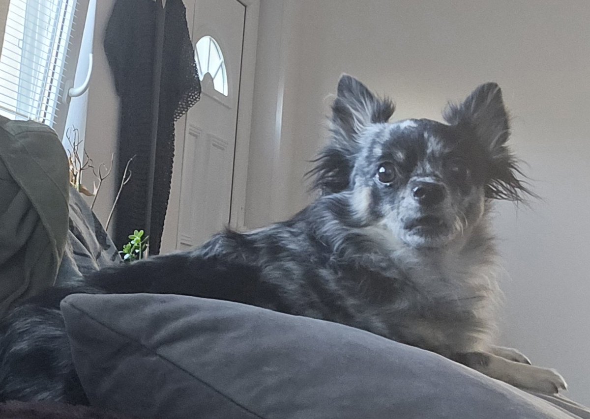 _Tabbee_X_'s tweet photo. My Sheilas.
(They won't stop scratching at me to give them scritches.) https://t.co/BygO07ox5r