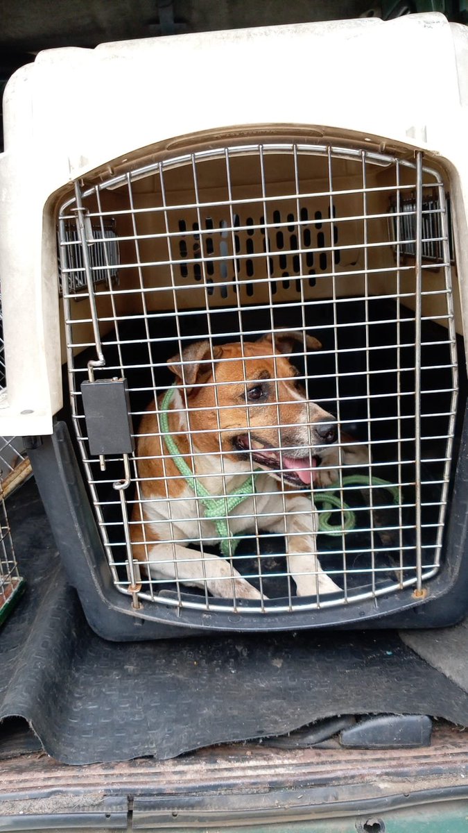 TiFaNiiii's tweet photo. Me ayudan a conseguirle casa a Lassie? Rescatada, castrada del bañado sur.. su historia es muy triste.. violada por chespis, llegó a tener un tajo en su chuchu, varias veces mamá.. ahora merece que una familia le trate como una reina y vida mimada dignamente! 0961856801..🙏😭 https://t.co/lEtmzYUqDg