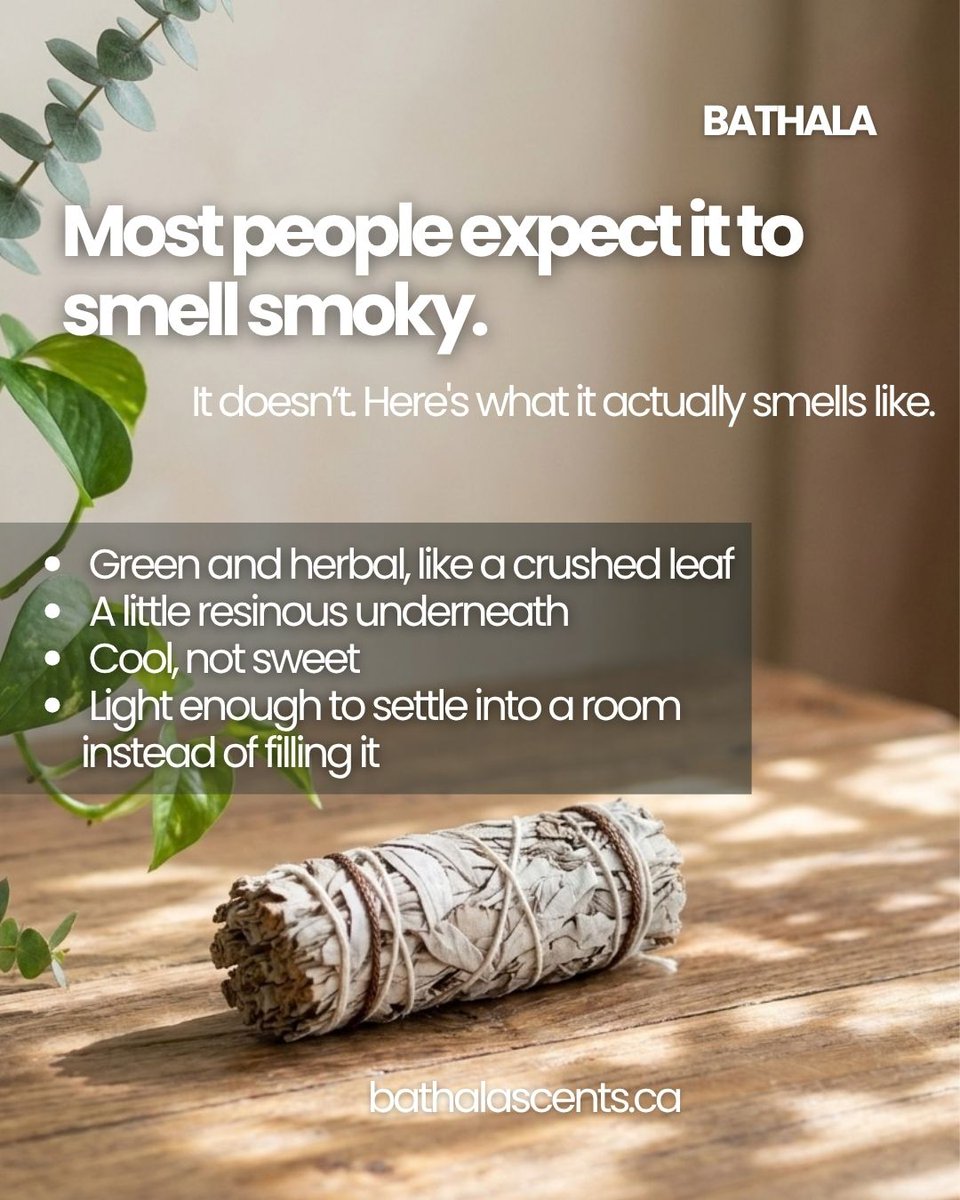BathalaScents's tweet photo. Most people expect white sage to smell smoky. It doesn't. Green and herbal, like a crushed leaf. A little resinous underneath. Cool, not sweet. Light enough to settle into a room instead of filling it.

#bathalascents #ShopLocalWinnipeg https://t.co/qLvnIeM8Xx