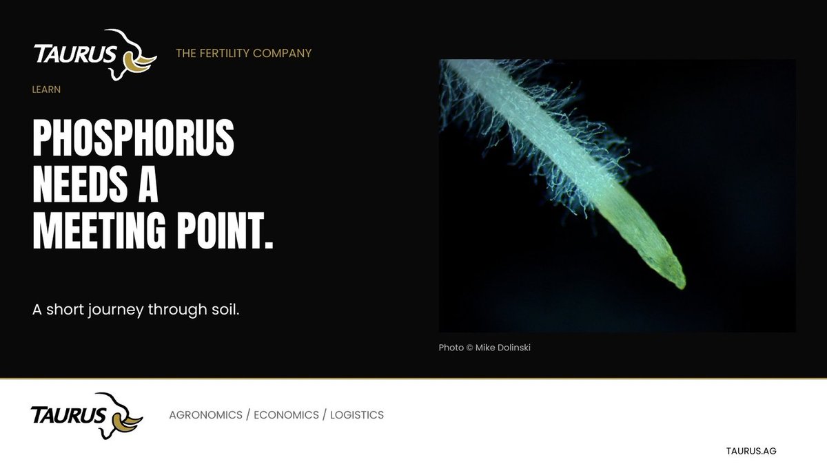 TaurusAgTeam's tweet photo. Phosphorus does not travel far. Your root system has to meet it.

Much of the phosphorus reaching a root moves by diffusion over short distances.

https://t.co/sqhiqjFKiG https://t.co/qTJ9eyl6iZ