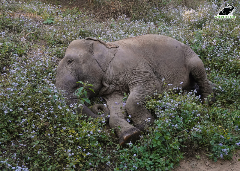 WildlifeSOS's tweet photo. Happy 12th Rescueversary, Lilly! 🌸🐘

Playing in the mud, sharing fruit with her friends, finding the perfect spot for a quick nap, and, of course, stretching her trunk towards the tallest branch she can reach, Lilly has certainly mastered the art of enjoying the little things in life.

Playful and curious, Lilly always seems to find a little mischief wherever she goes. But 12 years ago, Lilly’s life looked very different.

In 2014, she was rescued from Sirsa with the Haryana Forest Department after being used as a begging elephant. She had been made to walk the streets, carrying the burden of a life she had never chosen.

If there’s one thing Lilly continues to remind us, it’s that there is always time for a little fun!