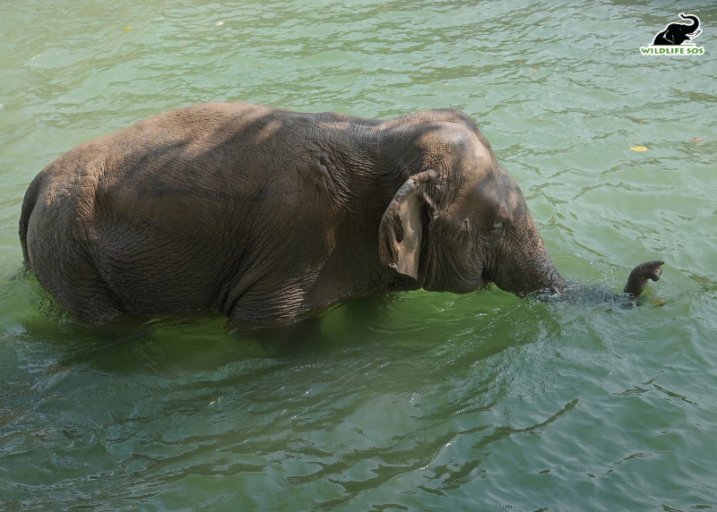 WildlifeSOS's tweet photo. Happy 12th Rescueversary, Lilly! 🌸🐘

Playing in the mud, sharing fruit with her friends, finding the perfect spot for a quick nap, and, of course, stretching her trunk towards the tallest branch she can reach, Lilly has certainly mastered the art of enjoying the little things in life.

Playful and curious, Lilly always seems to find a little mischief wherever she goes. But 12 years ago, Lilly’s life looked very different.

In 2014, she was rescued from Sirsa with the Haryana Forest Department after being used as a begging elephant. She had been made to walk the streets, carrying the burden of a life she had never chosen.

If there’s one thing Lilly continues to remind us, it’s that there is always time for a little fun!