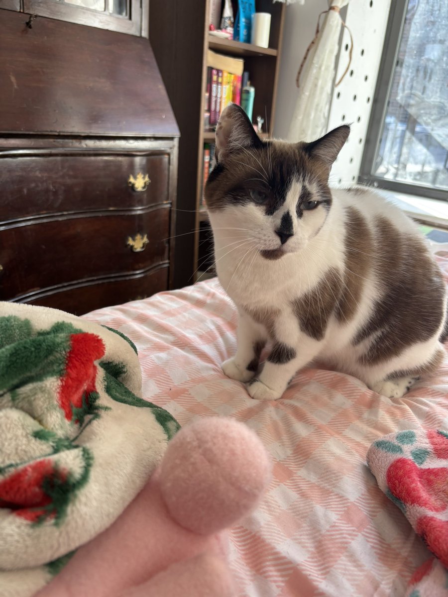 lambliet's tweet photo. i love her sm my baby #mogger #prettyprincess https://t.co/x8ruz6Hoxd