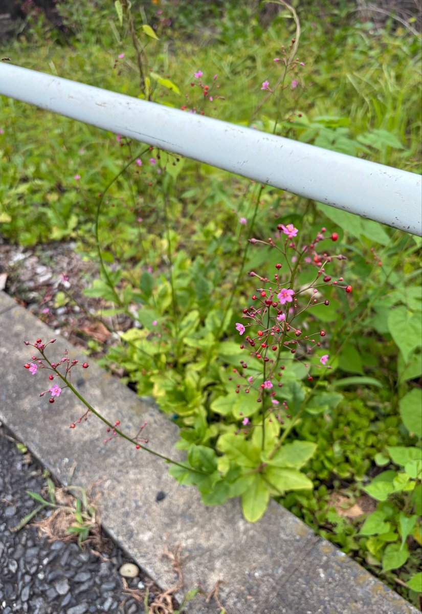 dd_madoka's tweet photo. なんだこの可愛いお花は！？

ハゼラン(爆蘭)
サンジカ(三時花)
というお花だそうです✨
‥‥確かに三時くらいに見つけた☺️

どういう意味で
そう言う名前なのかな https://t.co/oN9BUYg5SS