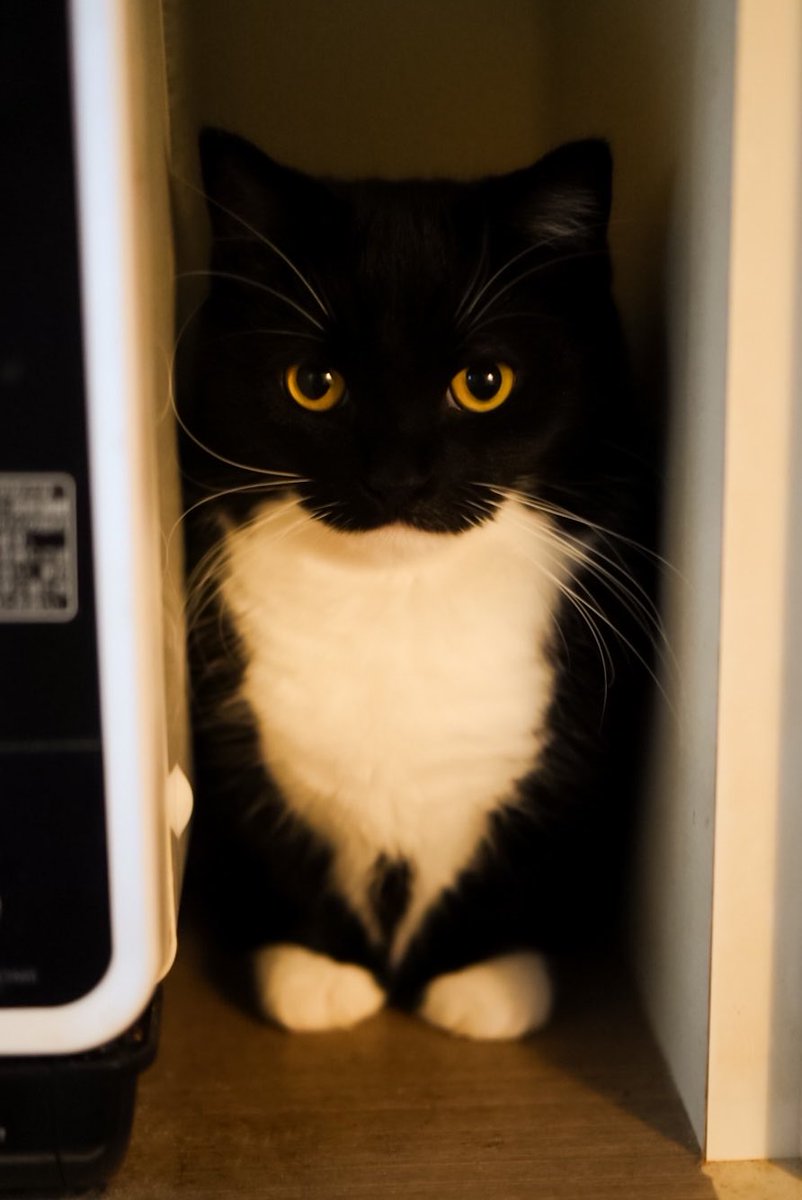 unicouniuni3's tweet photo. Uni fits perfectly :3 https://t.co/OdaujyvmGZ