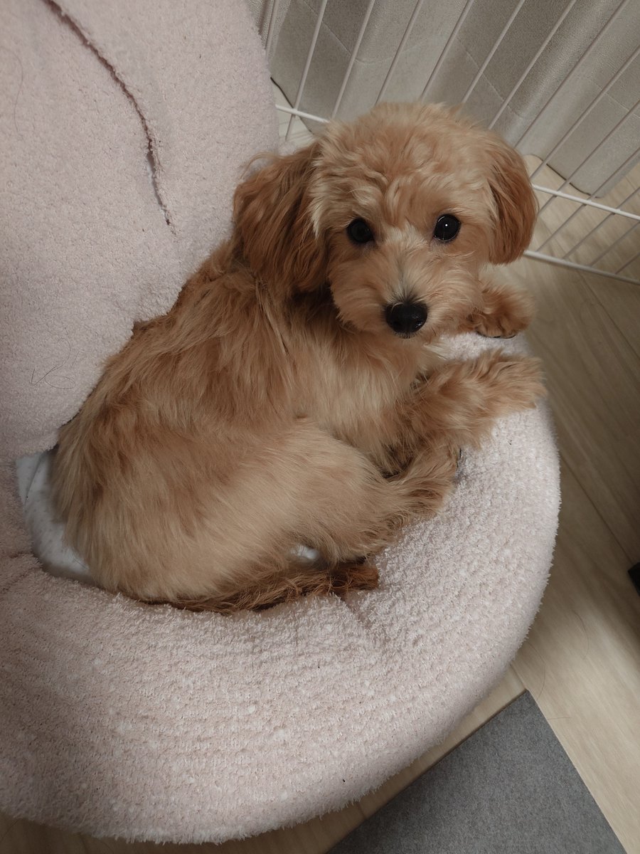 ponde46's tweet photo. ベットにスッポリ。くつろいでるところ失礼しましたww
#マルプー
#犬のいる生活
＃犬のいる暮らし
#犬好き https://t.co/OUGdGuVJTO