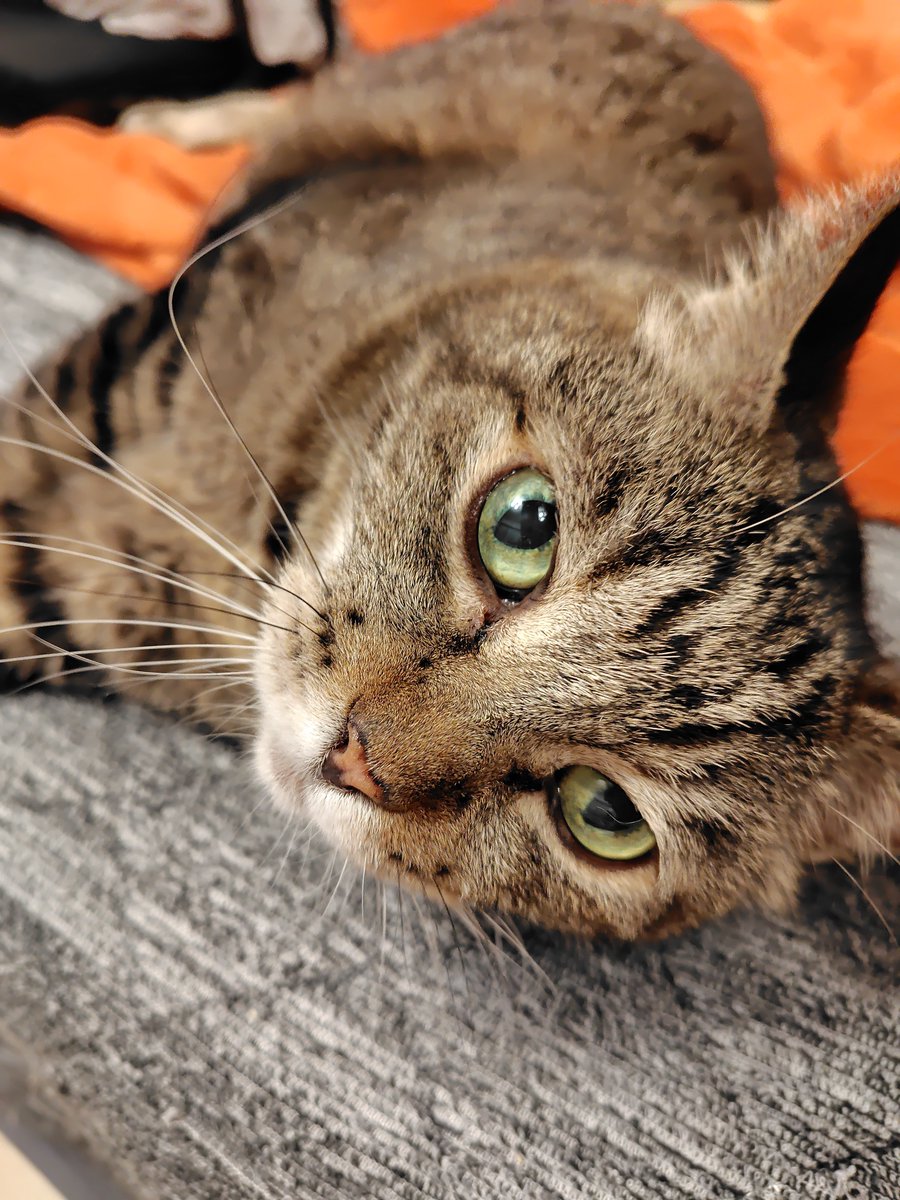 merissa_tea's tweet photo. ひんやりとした雨模様なので、ひざ掛け毛布を出した。

猫のQOLが上がった。

でも明日の予報は夏日なんよ。 https://t.co/Kq5nD8WnOz