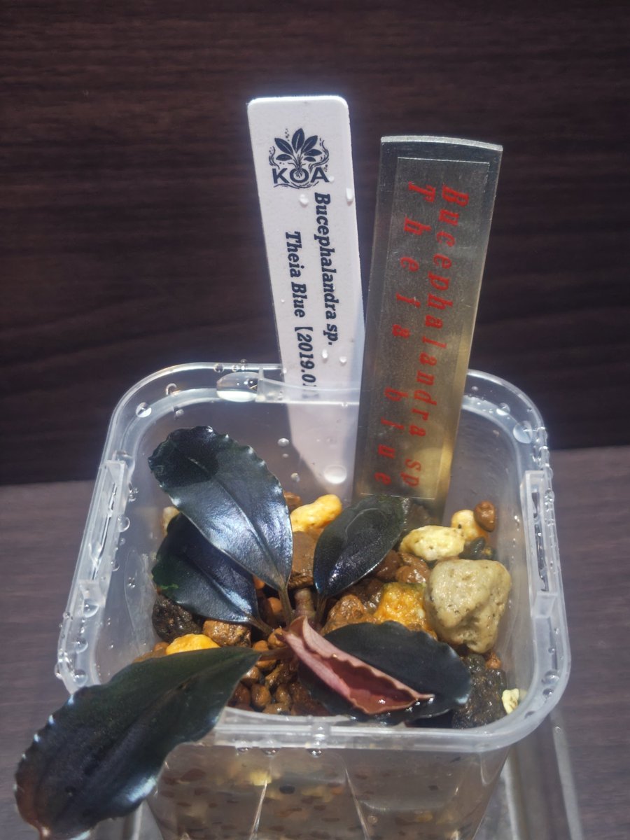 suikapureko's tweet photo. アキラリウムさんのBucephalandra sp. Achilles Black【KN】とTheia blue

アキラさんのブセファランドラで、ステンレスタグの見本作ってみました。
購入希望の方はDMください

@aki_koa1 https://t.co/6fVIbVPGmu