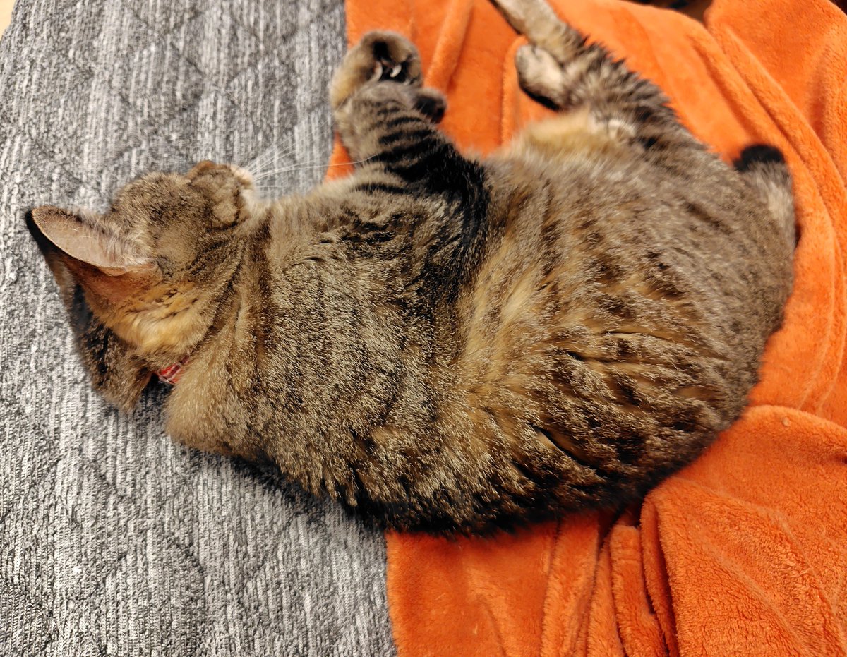 merissa_tea's tweet photo. ひんやりとした雨模様なので、ひざ掛け毛布を出した。

猫のQOLが上がった。

でも明日の予報は夏日なんよ。 https://t.co/Kq5nD8WnOz