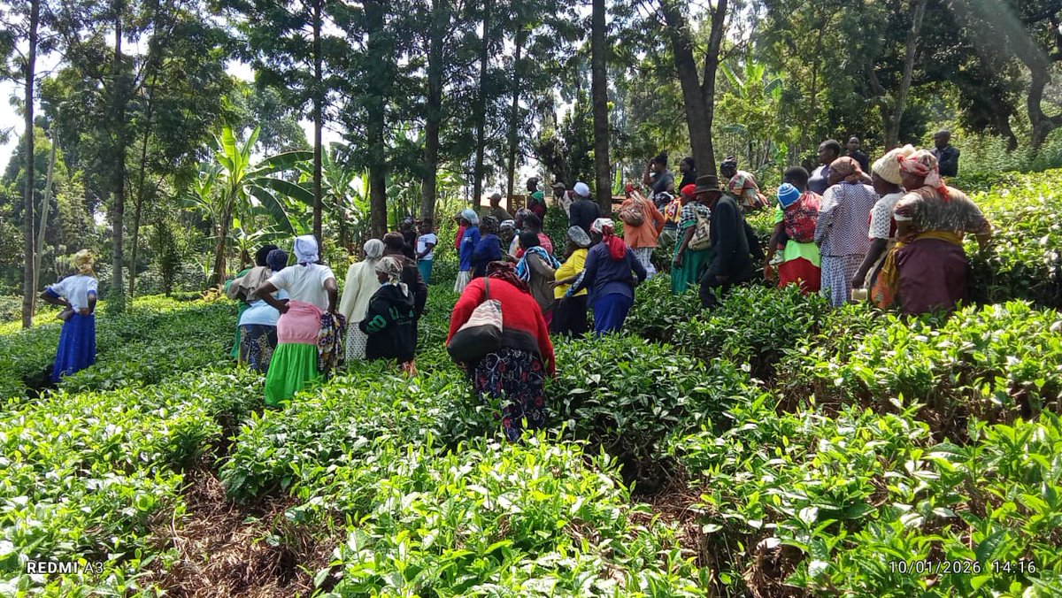 KTDAFoundation's tweet photo. This #CustomerServiceWeek, we celebrate our smallholder tea farmers and their communities. Your resilience drives everything we build at KTDA Foundation.
Thank you for letting us serve you. ๐
#CSWeek #KTDAFoundation #FarmerFirst #LeaveNoFarmerBehind https://t.co/oVra7Uakx7